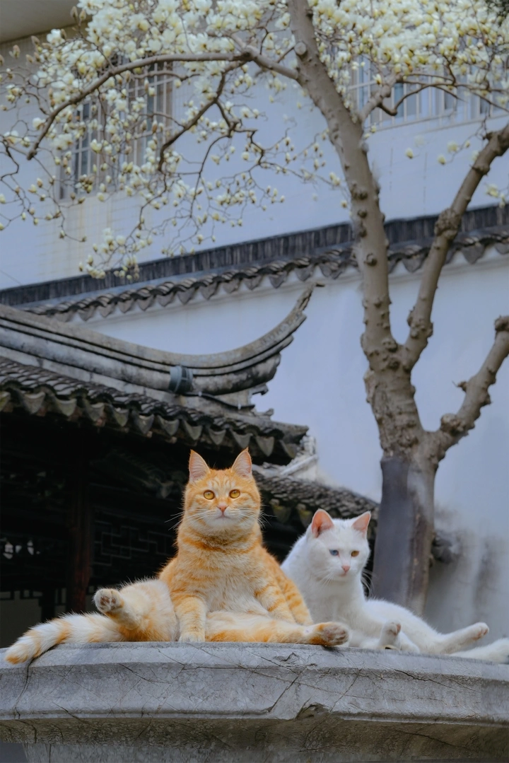 玉兰望春，猫咪戏春
