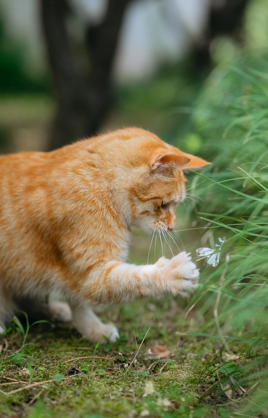一只橙色和白色的猫在草地上散步