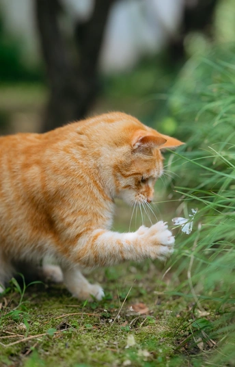 一只橙色和白色的猫在草地上散步