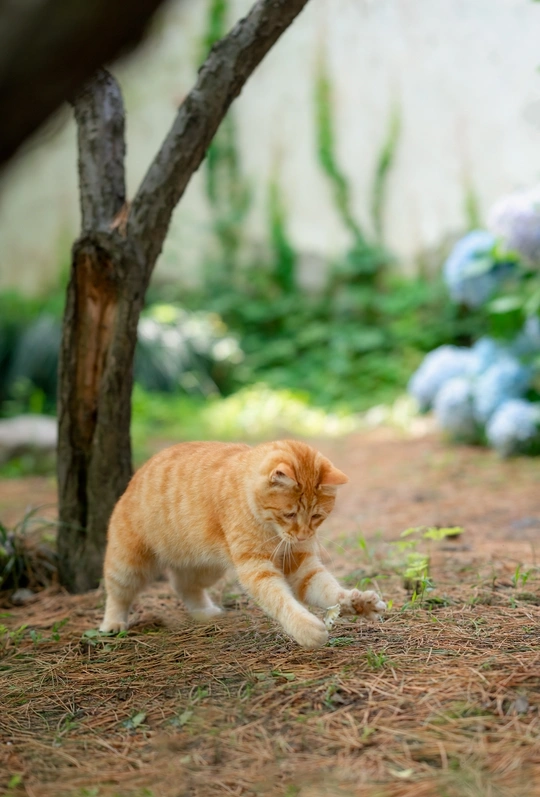 一只橙色和白色的猫在绿树成荫的花园里散步