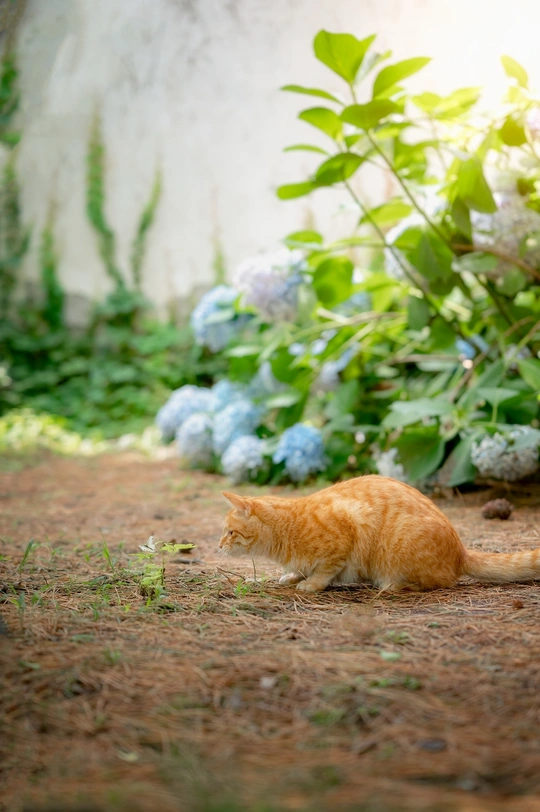 一只橙色的猫躺在开着蓝色花朵的花园里