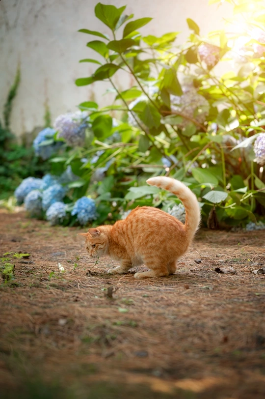一只橙色的猫穿过开着蓝色花朵的花园