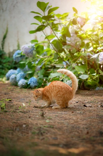 一只橙色的猫穿过开着蓝色花朵的花园