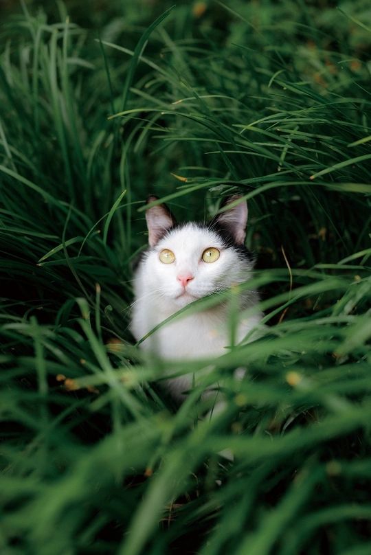 一只长着绿色眼睛的白色小猫坐在高高的草丛里