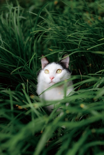 一只长着绿色眼睛的白色小猫坐在高高的草丛里