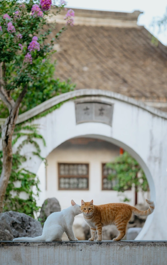 几只橙色的猫站在白墙上