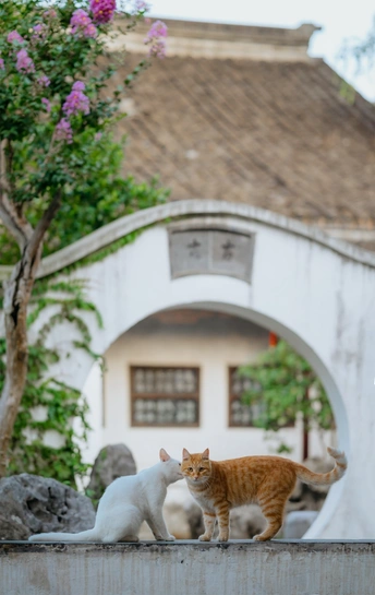 几只橙色的猫站在白墙上
