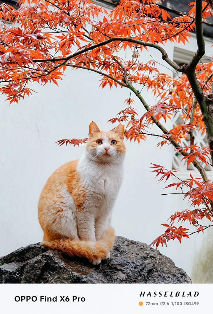 园林里的猫咪