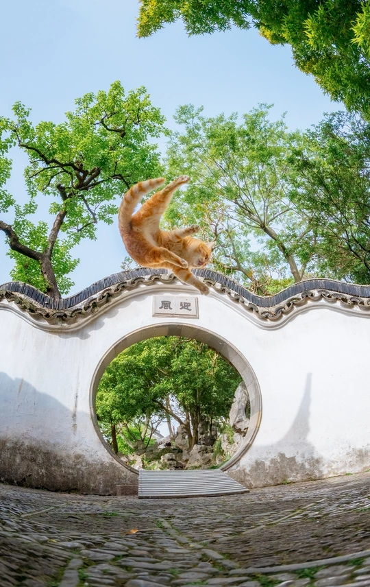 一只橙色猫坐在白色墙壁的屋顶上