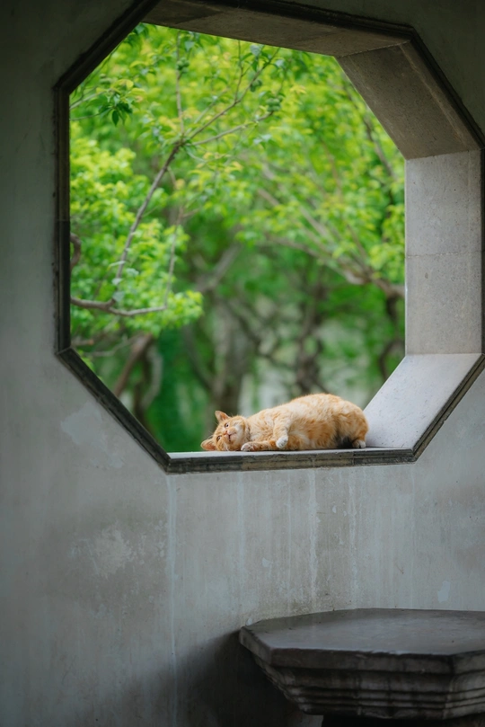 一只橙色猫躺在顶部的小窗户上