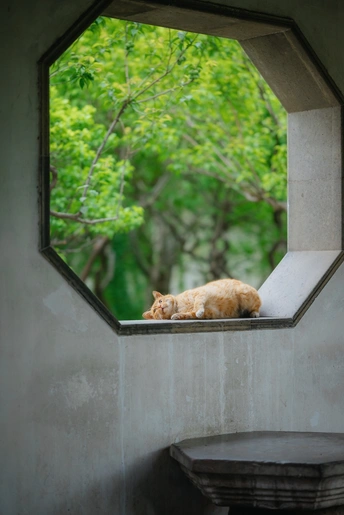 一只橙色猫躺在顶部的小窗户上