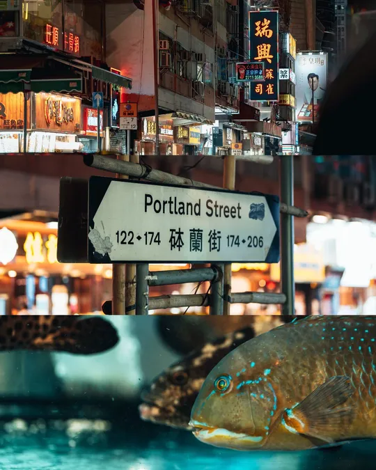 在餐厅的一个水族馆里有一条大鱼在游泳。