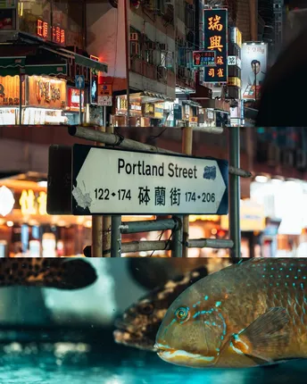 在餐厅的一个水族馆里有一条大鱼在游泳。