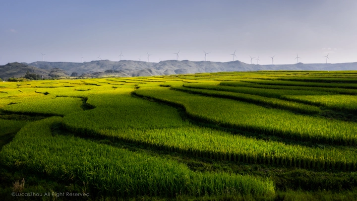 绿油油……