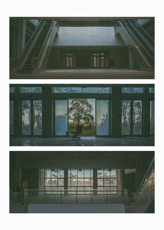 窗户里有棵树的大房间