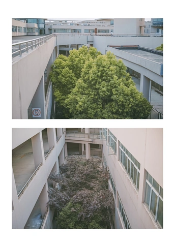 庭院里有一棵绿树的建筑物的照片