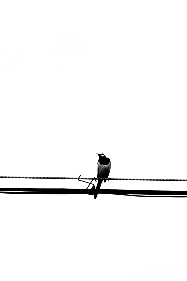 孤鸟
