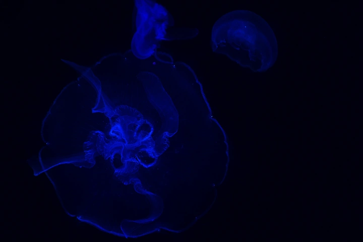 水母
