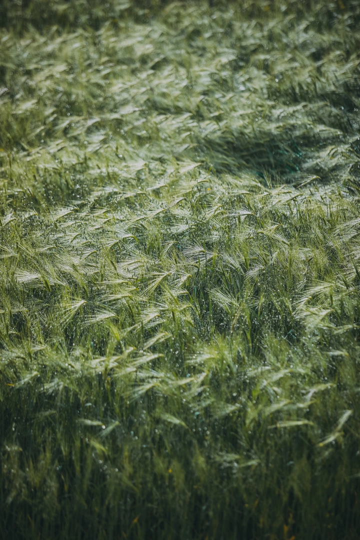 青稞