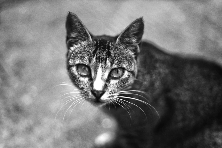 流浪猫