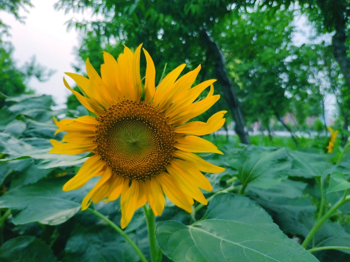 夏葵