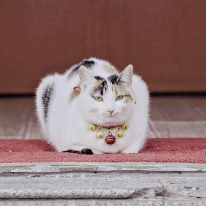 招财猫