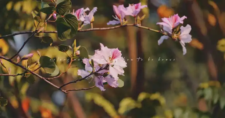公园里的悠闲时光 S52