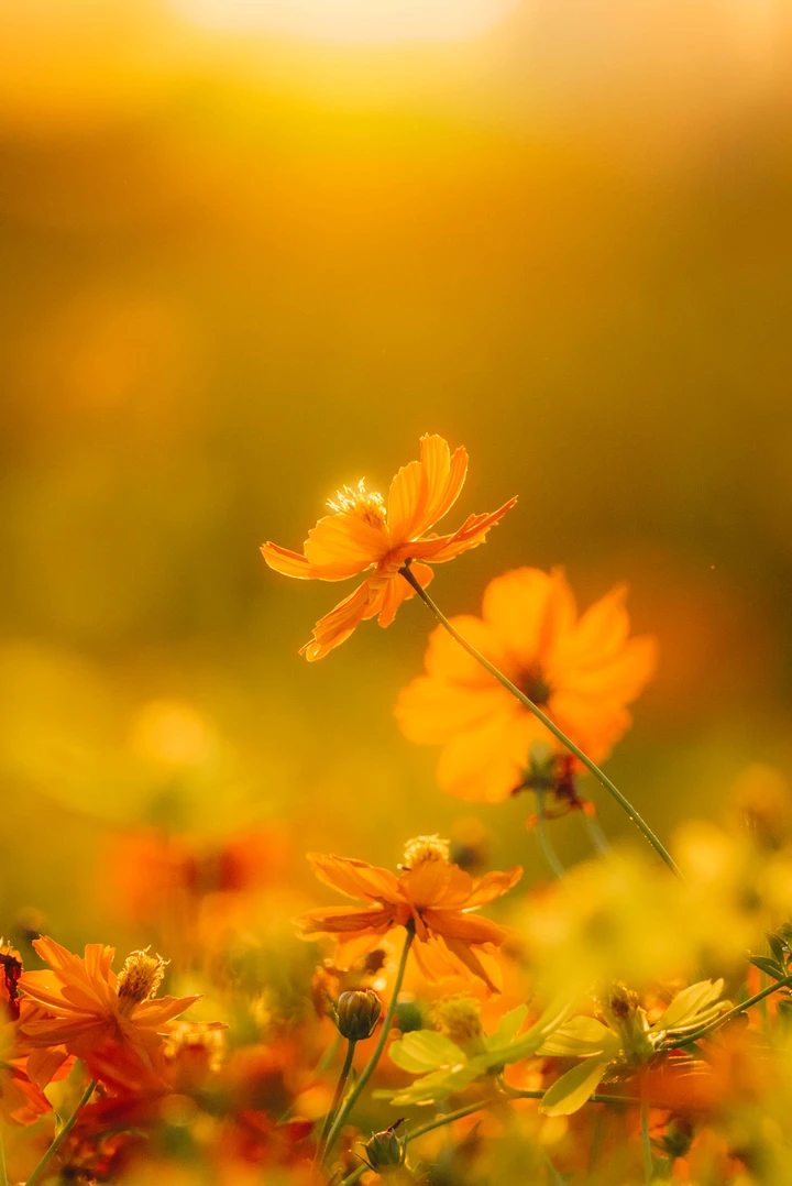 花海之美