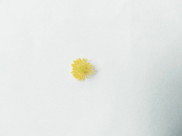 故事里的小黄花