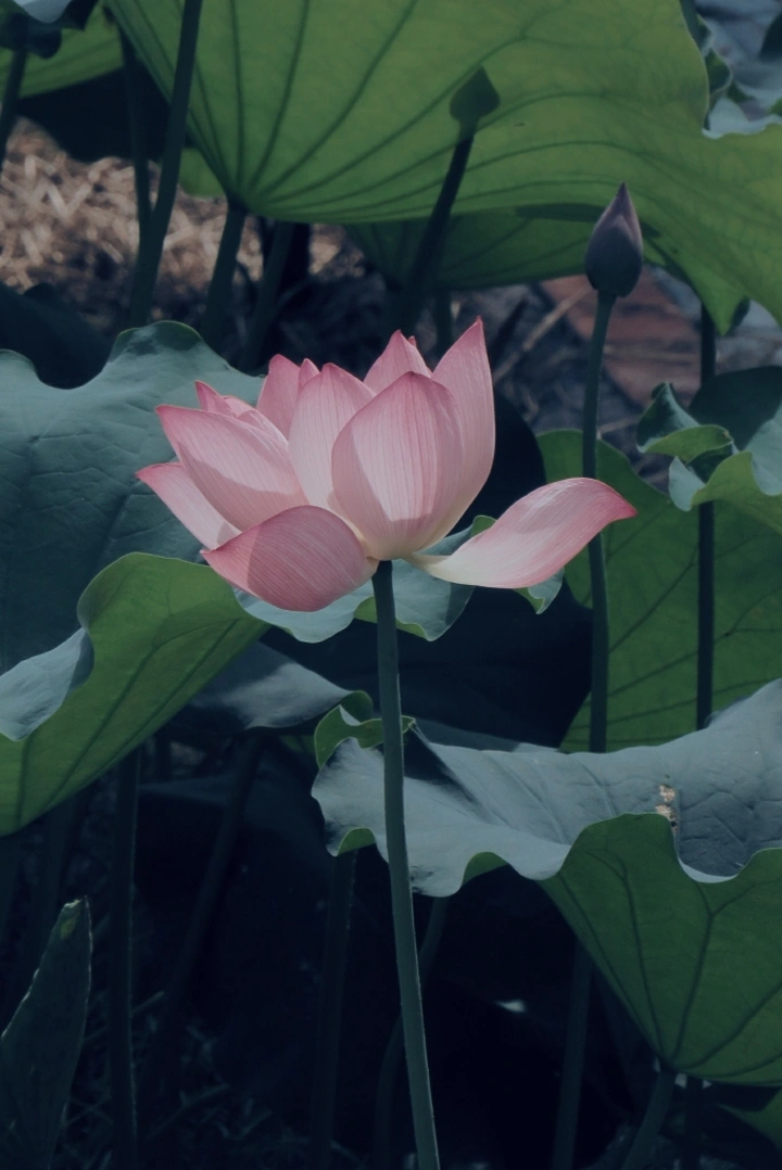 荷