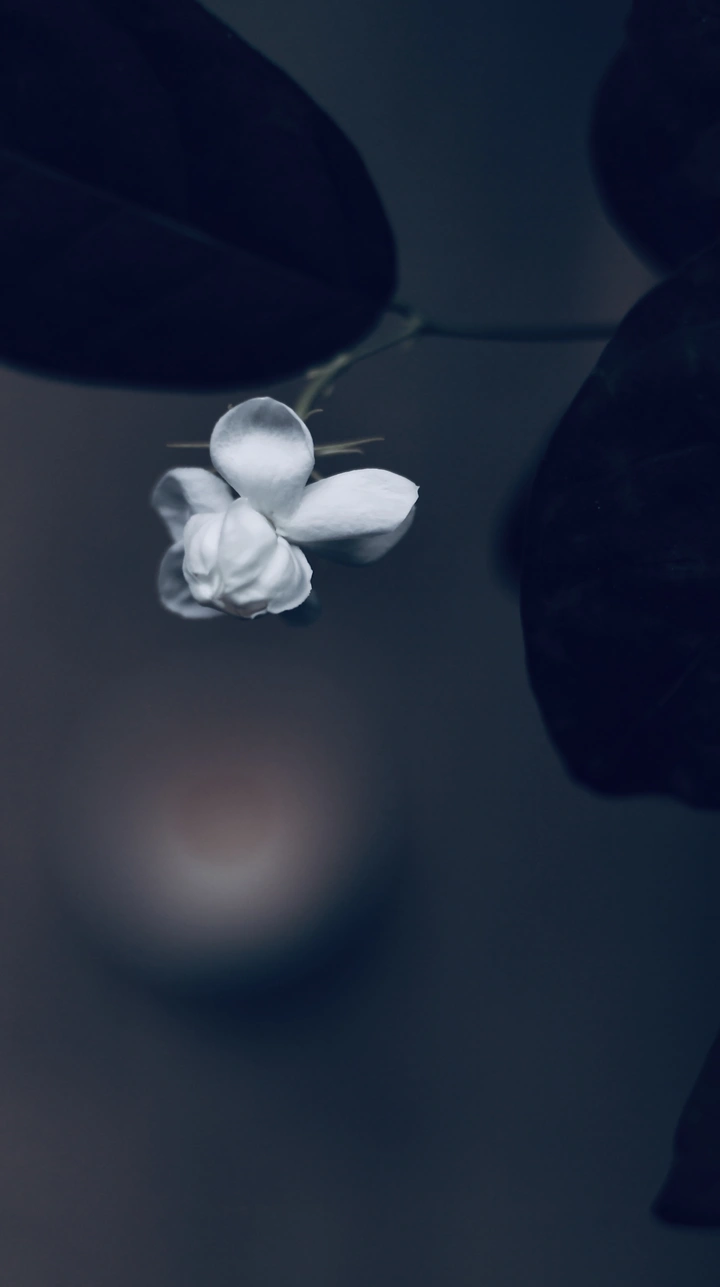 夏末秋未来