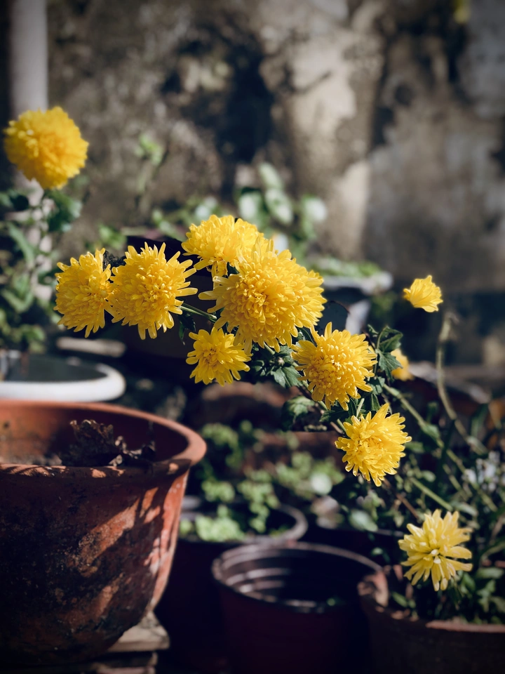 秋菊