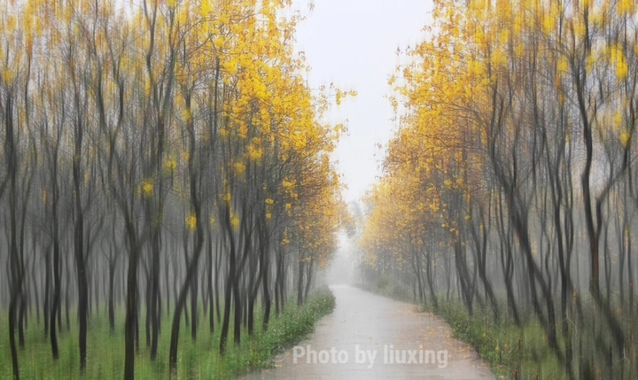 黄花风铃