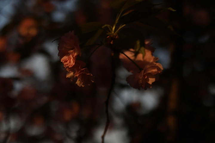 晚樱