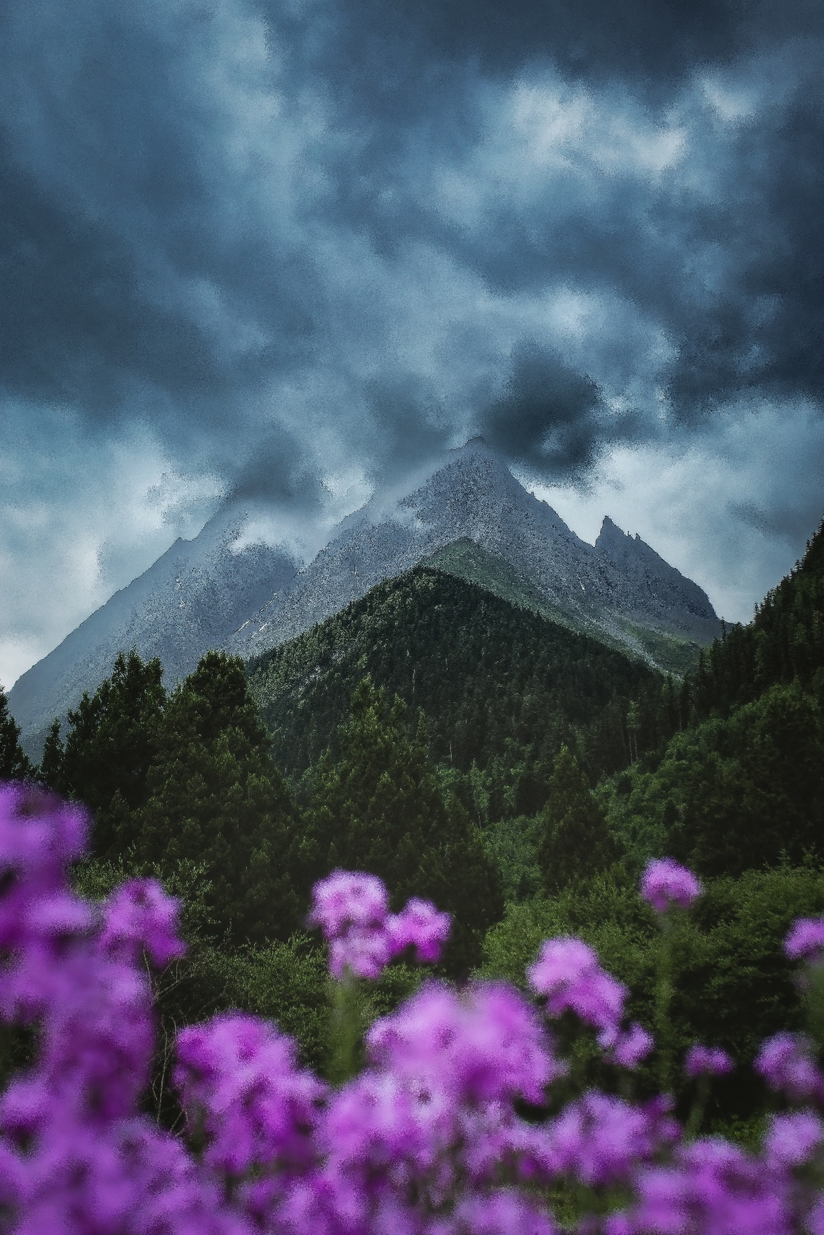 在山前有一片紫色的花朵 天空中乌云密布。