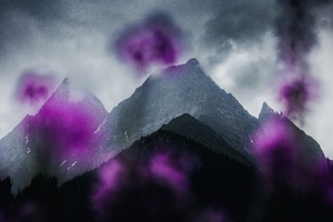 在它前面的是一座开满紫花的小山。