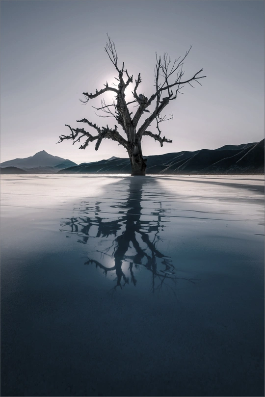 沙漠中湖中的一棵枯树