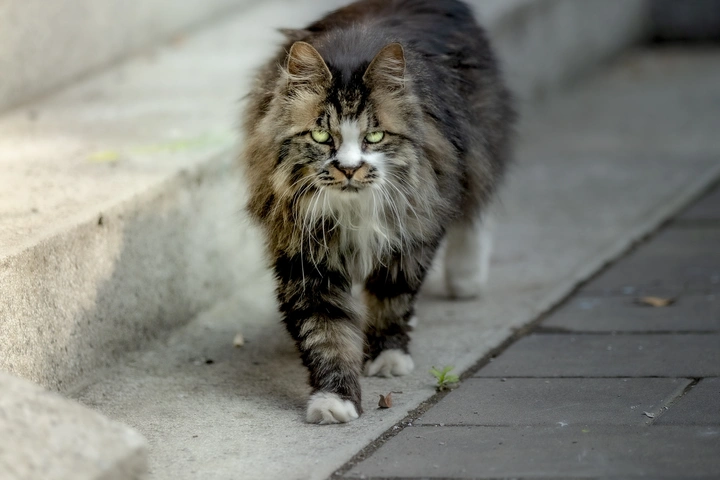 流浪猫
