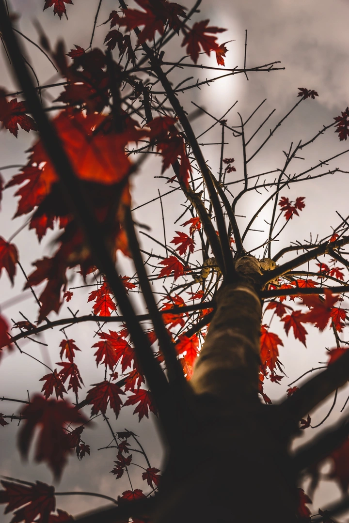 Colors in autumn