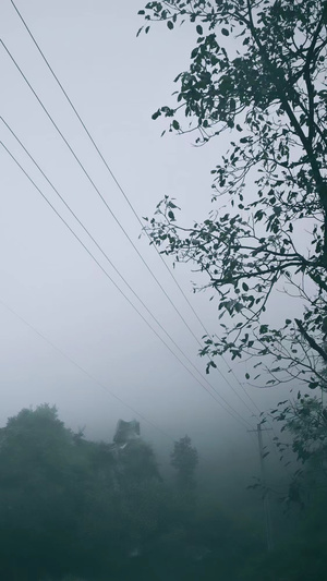 有电线和树木的雾蒙蒙的早晨
