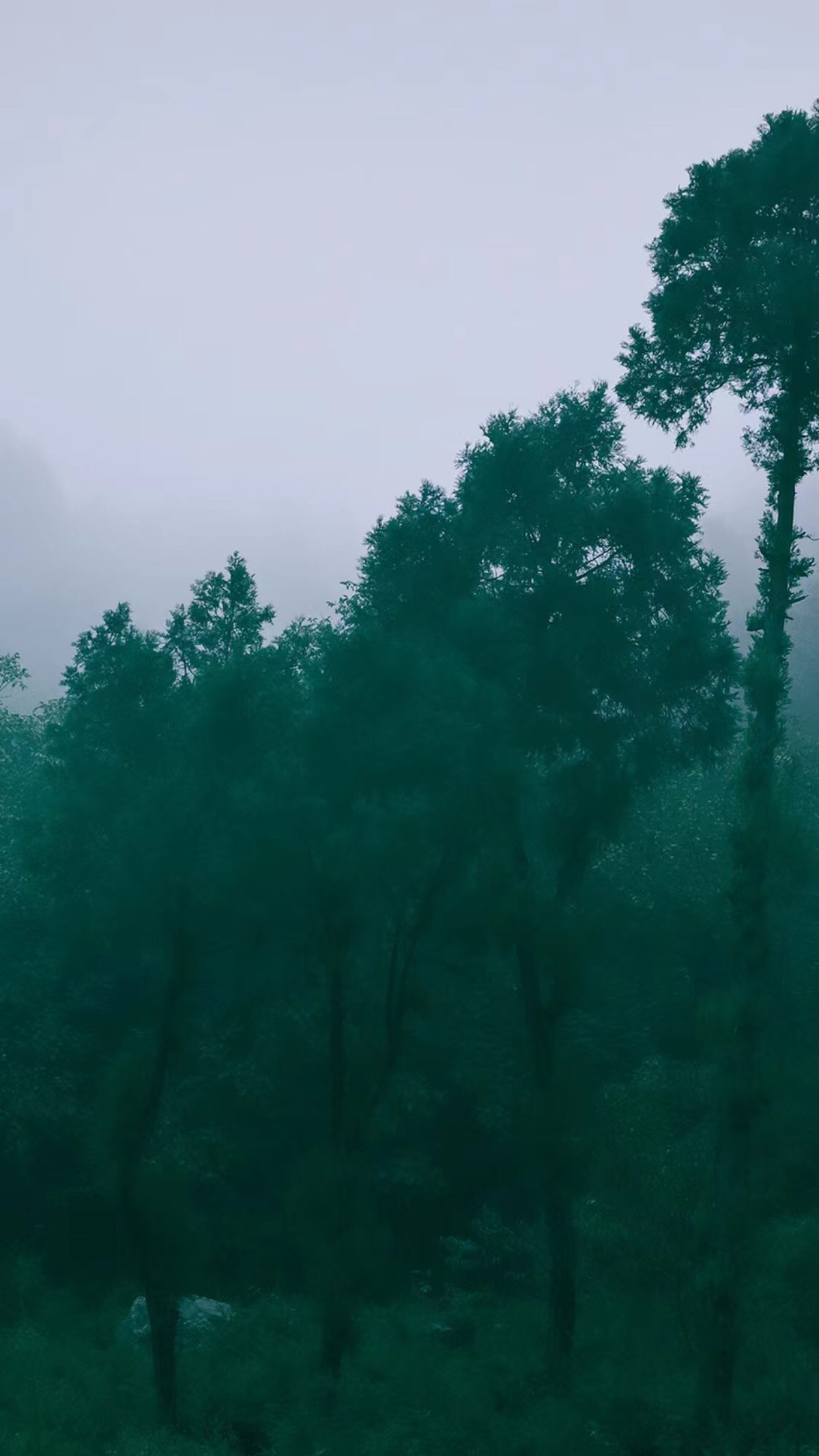 雾中有树的雾蒙蒙的森林