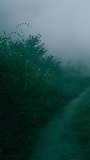 雾蒙蒙的早晨雾中的小路