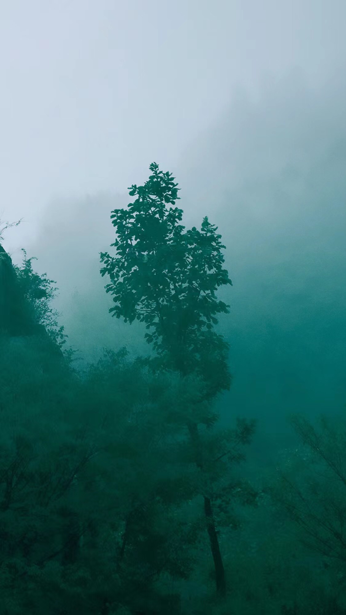 雾蒙蒙的早晨 一棵孤零零的树矗立在雾中