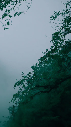 一个雾蒙蒙的早晨 在一片绿树成荫的森林里