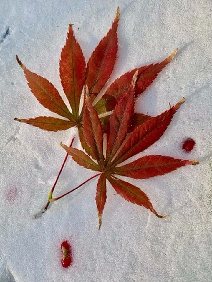 叶子