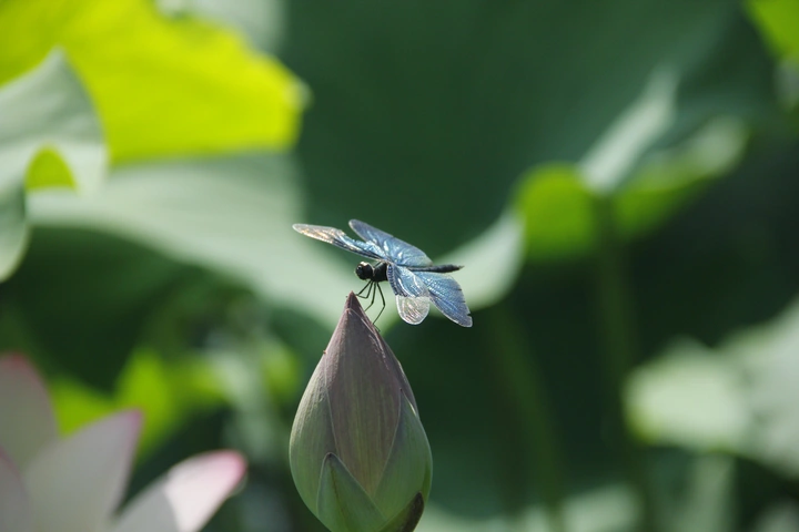 蜻蜓飞吻