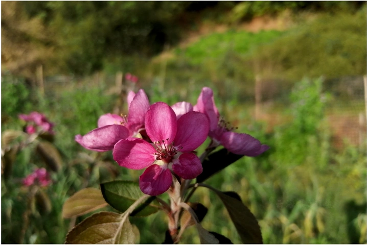 今年份的花🌸