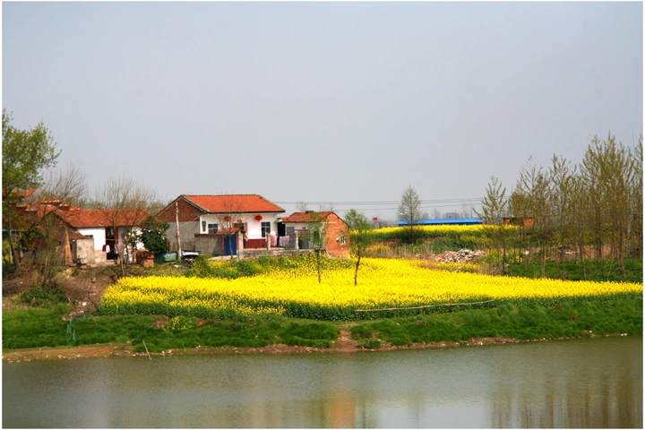 春天，以及油菜花