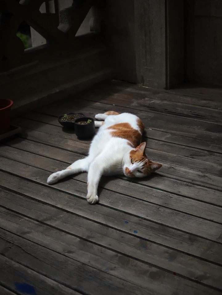 慵懒的夏日