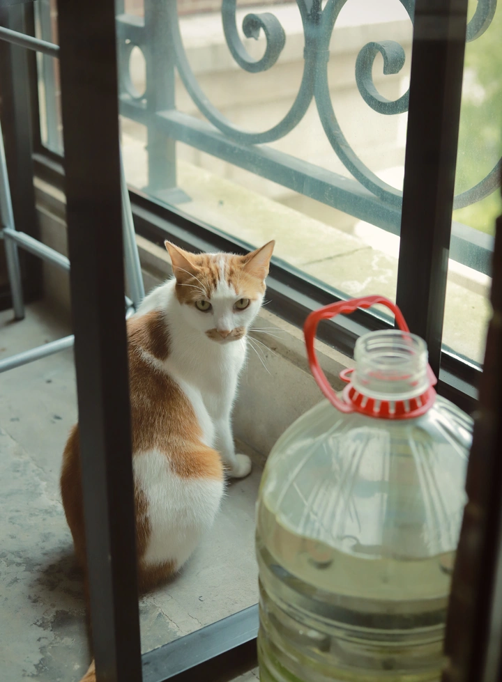 猫片